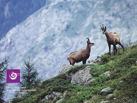 Chamois Chamois - Parc National des Ecrins