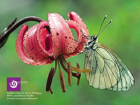 Papillon gazé sur lys martagon Papillon gazé sur lys martagon